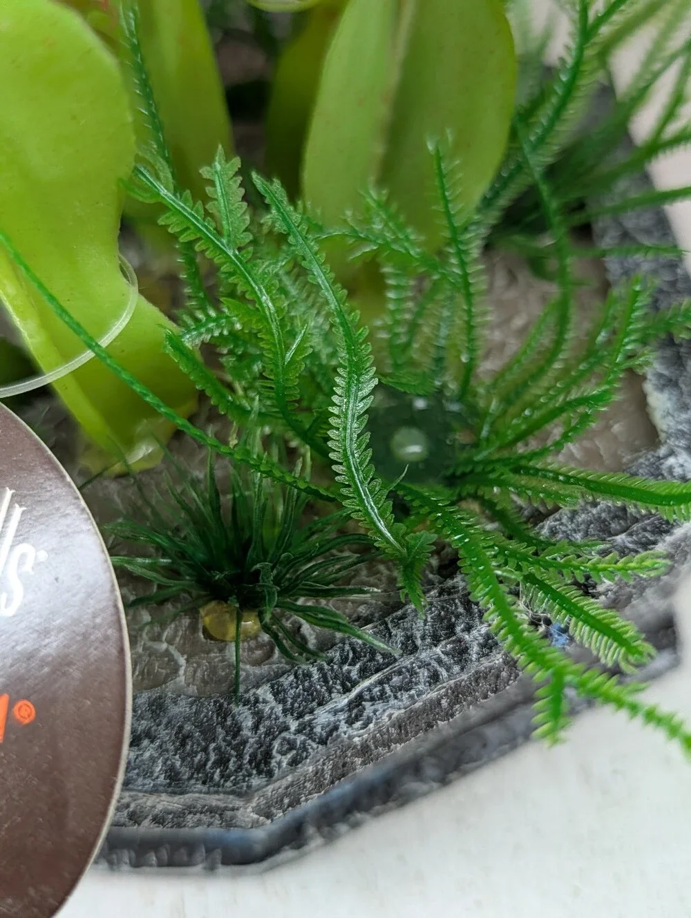 NWT Halloween Venus Flytrap Terrarium Decor Glow In The Dark Reptile Fish Grave